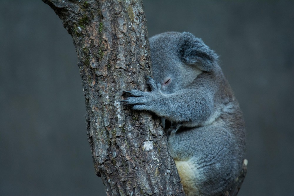 Sleeping koala on a tree.