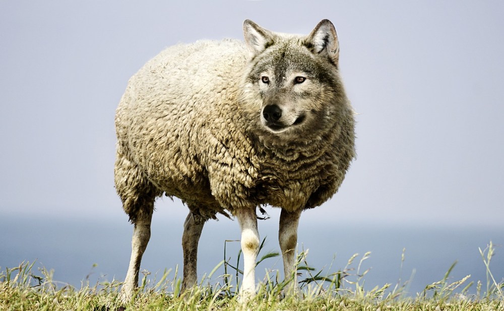 Wolf in sheep's clothing.